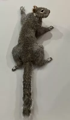 Large Eastern Gray Squirrel Climbing Wall Mount ~ Taxidermy • $135