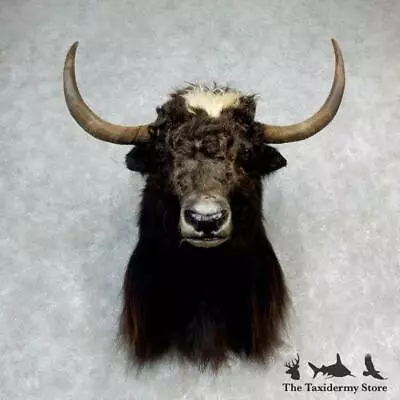 #17156 WC | Yak Taxidermy Shoulder Mount - Buffalo • $6355