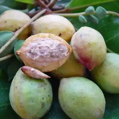 $7.49 • Buy Terminalia Catappa  Viable  Seeds 05 Almond Tree Garden Shade Tree Indian
