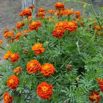 300+ Marigold FRENCH   SPARKY Mix  Seeds 14'' TRACKING ON ALL ORDERS OVER $16 • $2.19