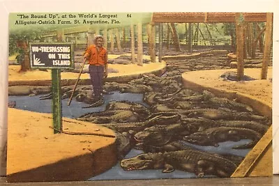 $0.50 • Buy Florida FL St Augustine Alligator Ostrich Farm Round Up Postcard Old Vintage PC