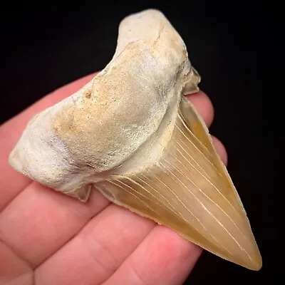 Otodus Obliquus Moroccan Shark Tooth 2.60   Megalodon Ancestor Unrestored • $60