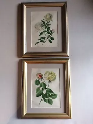Pair Of Framed Prints Of Roses - Edward Step 1887 • £17.50
