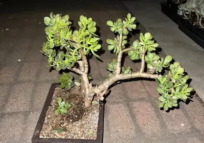 Rare Crasulla Ovata Crosby’s Compacta Jade Plant Bonsai Tree • $45