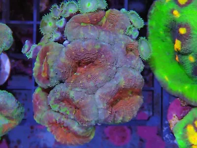 Rainbow Lobo Coral Marine Aquarium Colony  • £100