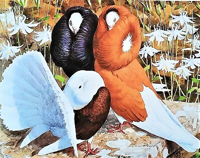 .fancy Pigeons. Vintage Print Of A Painting By Tunnicliffe • £2.99