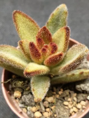 Succulent Kalanchoe Tomentosa Chocolate Soldier 5cm • £3.50