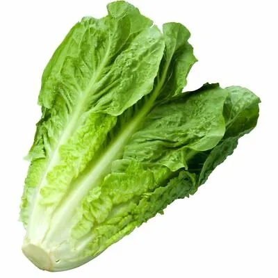 1200+ Romaine Lettuce Seeds | Non-GMO Vegetable Garden Seeds From USA Ships FREE • $3.98