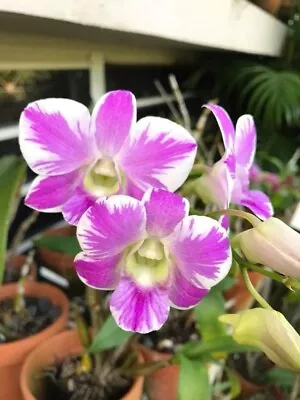 Dendrobium Orchid - D. Pink Splash 'Tanida' • $0.99