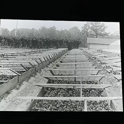 Vtg Magic Lantern Glass Slide Photo Virginia Norfolk Growing Celery • $11.21