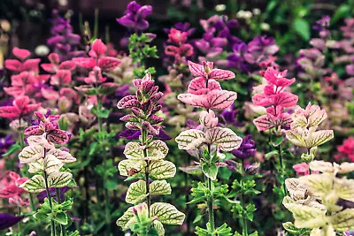 75 TRICOLOR CLARY SAGE Mix Blue Pink Salvia Viridis Horminum Herb Flower Seeds • $3