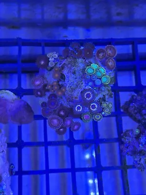 A-Grade Cultured Zoa Garden (Zoanthus Sp.) Soft Coral Combine Postage  • £40