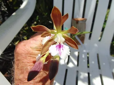 Encyclia Pyriformis Bloom Size 4' POT RARE CUBANS SPECIES • $30