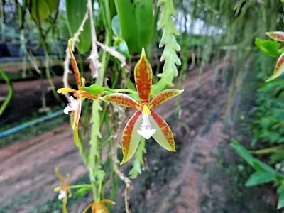 Phalaenopsis Cornu Cervi Miniature Fragrant Orchid Plant CITES PHYTO • $29