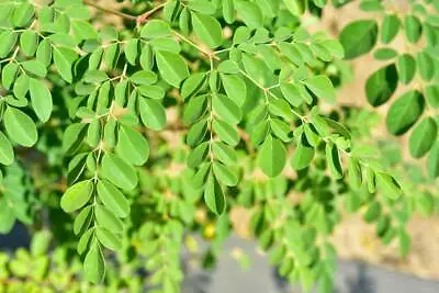 $12.99 • Buy Tree Of Life Seeds For Planting - The Moringa Tree - Easy To Grow - 30 Seeds