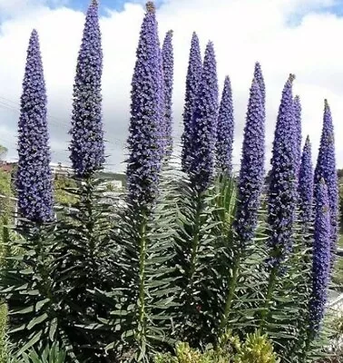 Echium Pininana (Blue Steeple / Tower Of Jewels) Potted Plants In 2 Litre Pots • £19.99