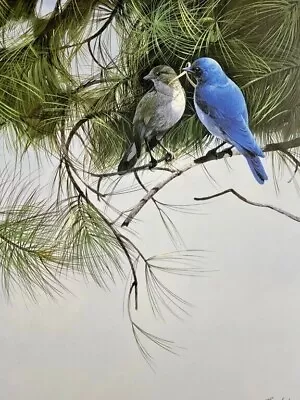 Mario Fernandez  Thinking Blue-Mountain Bluebirds  LE Hand-Signed Print #512/580 • $31.50