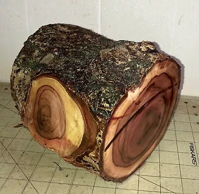 One Long Hawaiian Milo Wood Log~ 7 1/4  X 6 1/4  ~ Bowl Turning (#288) • $33