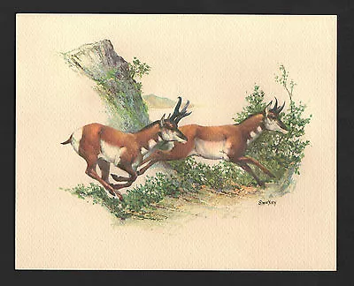 *Vintage* 1970's FREDERICK SWENEY Wildlife 3-D EMBOSSED Print ANTELOPE NOS • $12.99