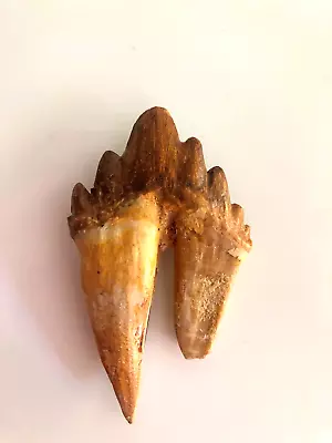 A Rare Tooth From An Early Aquatic Mammal Basilosaurus Matrix Free Eocene. • $105.76