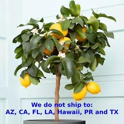 Dwarf Meyer Lemon Tree Fruit Bearing Citrus Live Plant Indoor/Outdoor 10-26 In • $109.95
