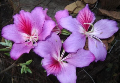 $2 • Buy FR070 ORCHID TREE, MOUNTAIN EBONY X5 Seeds Bauhinia Variegata HUGE FLOWERS 
