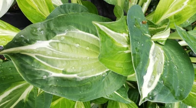 £6.50 • Buy Hosta - Snake Eyes - Medium Hosta 