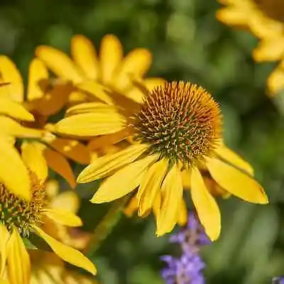 £10.95 • Buy 3x Echinacea Yellow 'Mooodz Dream' Plug Plants Flower Hardy Preorder 2023