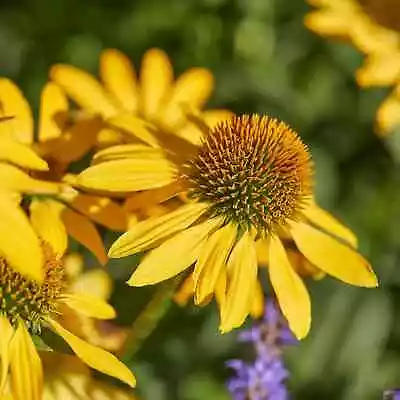 3x Echinacea Yellow 'Mooodz Dream' Plug Plants Flower Hardy Preorder 2023 • £16.95