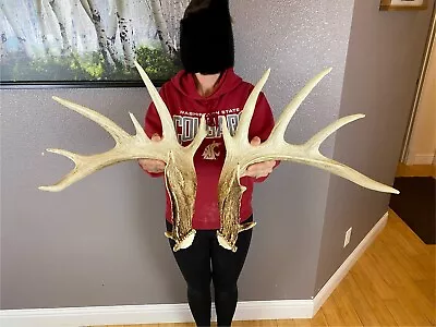 BIG Matched Set Whitetail Deer Antlers Sheds 7x8  WILD Horns Decor 184” Rattle • $699.99