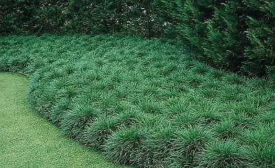 Mondo Grass Ophiopogon Lilyturf | Quart Size Plants | Shade Loving Groundcover • $129.65