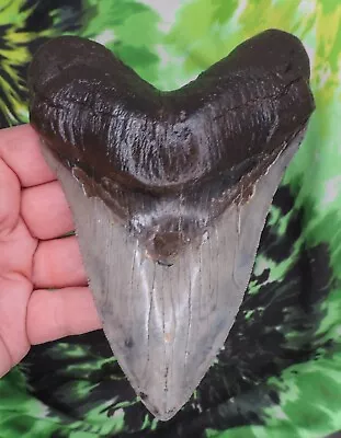 Megalodon Sharks Tooth 5 5/8  Inch NICE Fossil Sharks Teeth Tooth • $71