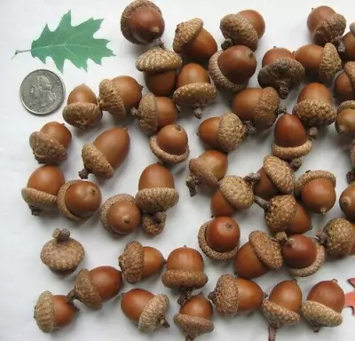 35 Whole Natural Acorns In Assorted Sizes. Attached Caps. Crafts Decorations. • $19.99