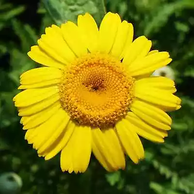Dyer's Chamomile Kelway - Anthemis Tinctoria Kelwayi - 200 Seeds -Yellow Daisies • £1.19