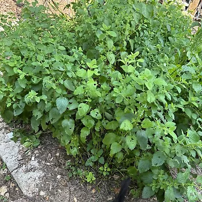 Bee Balm Live  Plants Mint White Flowers Bees And Butterfly’s Love Them. Herb • $7