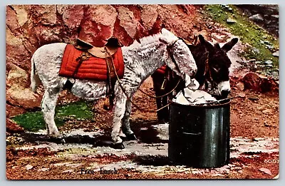 Donkeys Free Lunch Vintage Postcard • $2.49