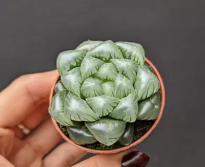 Ice Jade Haworthia Cooperi Liliaceae Window/Crystal Succulent In 6cm Plastic Pot • £8.50