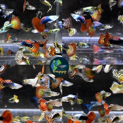 $19.99 • Buy 5 -Live Acuarium Guppy Fancy -2 Male 3 Female Fancy Guppy (High Quality)