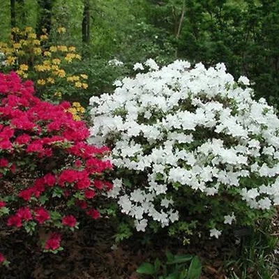 1 X White Azalea Japanese Evergreen Shrub Hardy Garden Plant In Pot • £9.99