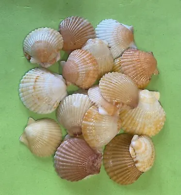 20 Shades Of Orange Calico Scallop Seashells Hand Picked Washed Polished Sanibel • $12.95