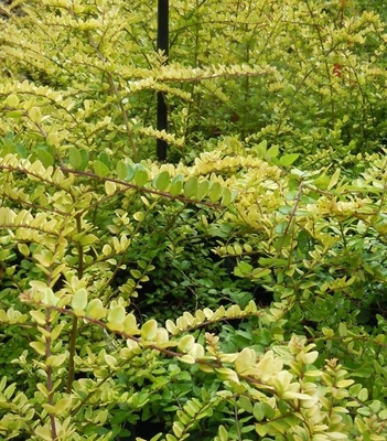 £10 • Buy 10 X Lonicera Nitida Baggesens GOLD PLUG Plants Evergreen Hardy Shrub XL