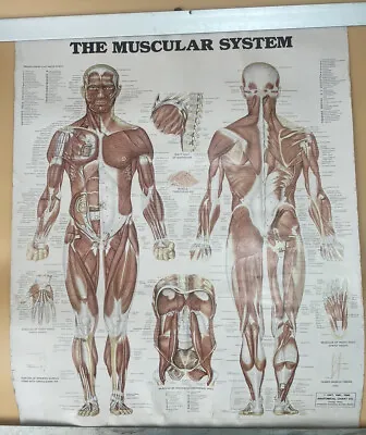 Vintage Medical Chart-The Muscular System-1986 Anatomical Chart Co. Peter Bachin • $95