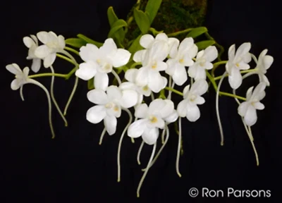 $35 • Buy Amesiella Monticola (Miniature Species)