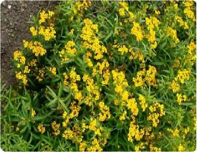 Herb - Mexican Tarragon Mint - Tagetes Lucida - 800 Seeds • £2.35