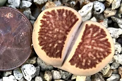 Mesembs Plant--Lithops Julii 'Kikushogiyoku'--Great Pattern! • $19.99