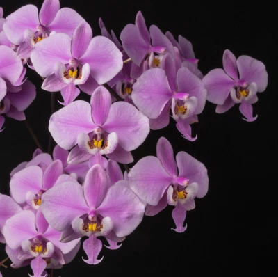 $150 • Buy Orchid Phalaenopsis Schilleriana Species Mounted