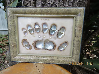 VTG Cultured Pearl Display Oyster Sheil Shadow Box Frame 11.5 X 9 In • $51