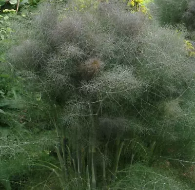 £6 • Buy Bronze Fennel Herb Plant Loved By Butterflies And Bees,  9cm Pot