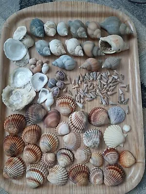 Varied Natural NW Beach Found Shells Whelk Cockle Oyster Ect Beachcombing Art • £4.99