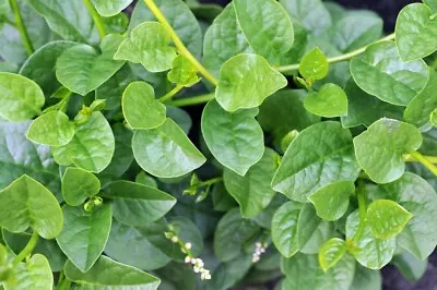 350+Malabar Spinach (Da-Ye) Seedseasy Growinghealthy Vegetables USA Seller  • $6.49